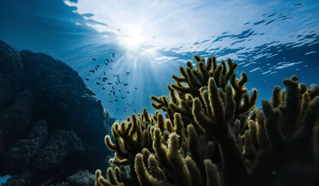 Um recife de coral na Micronésia durante o mergulho