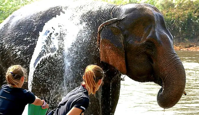 Două voluntare fac baie la un elefant mare în Thailanda