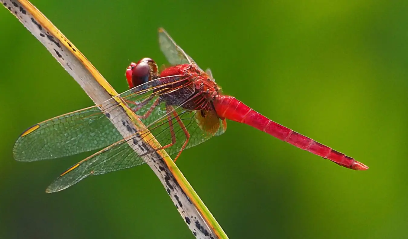 A Reserva Sungei Buloh Wetland em Singapura