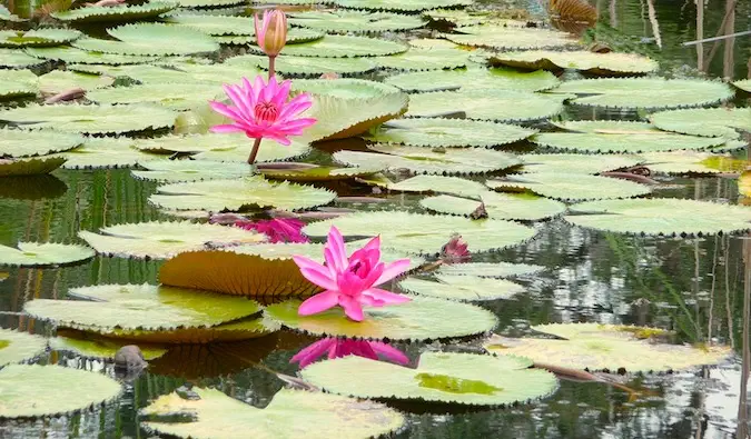 Um lago no jardim botânico de Singapura