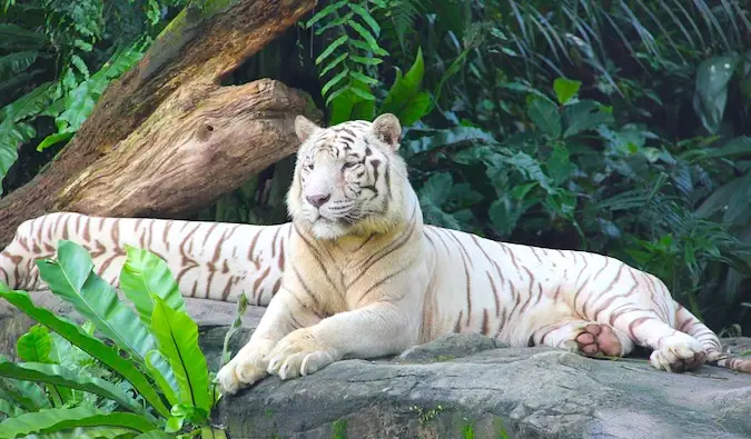 Seekor harimau sendirian di kebun binatang Singapura