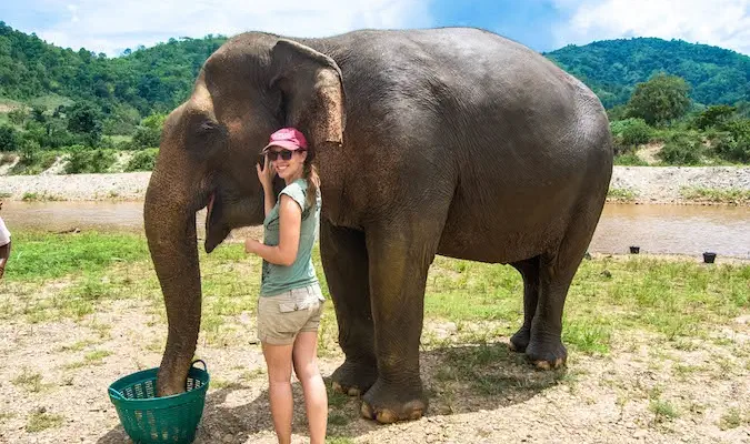 Solo vrouwelijke reizende Kristen die een olifant voedt in Thailand