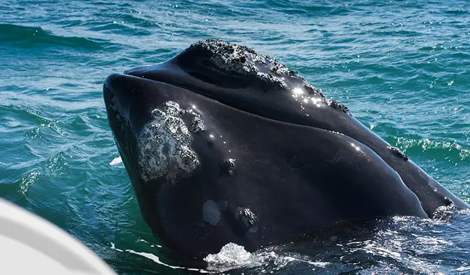 Una grande balena vicino a una piccola barca durante un tour di osservazione delle balene in Sud Africa