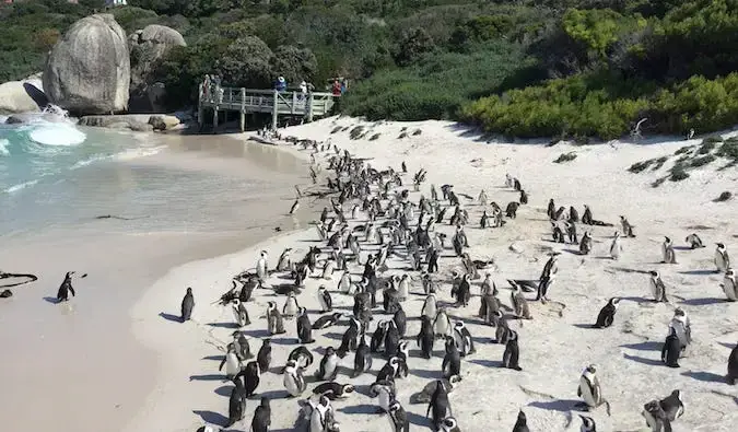 Pingüinos reunidos a lo largo de la playa de arena en Sudáfrica