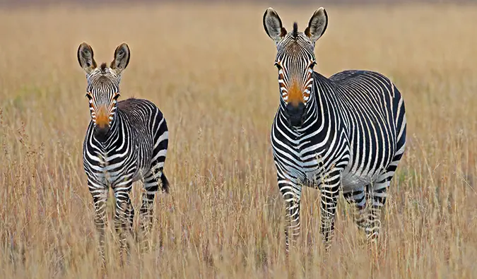 Güney Afrika'da Yapılacak En İyi 12 Şey