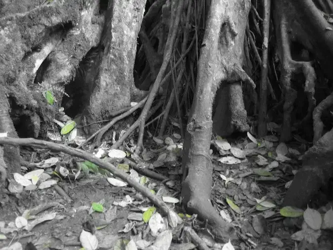 Una foto en blanc i negre de les arrels dels arbres al parc nacional de Khao Yai, Tailàndia