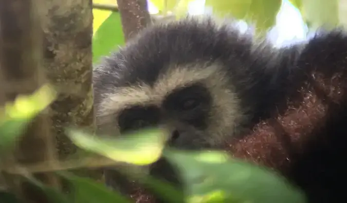 Een schattig en harig dier verstopt in een boom in Khao Yai National Park, Thailand