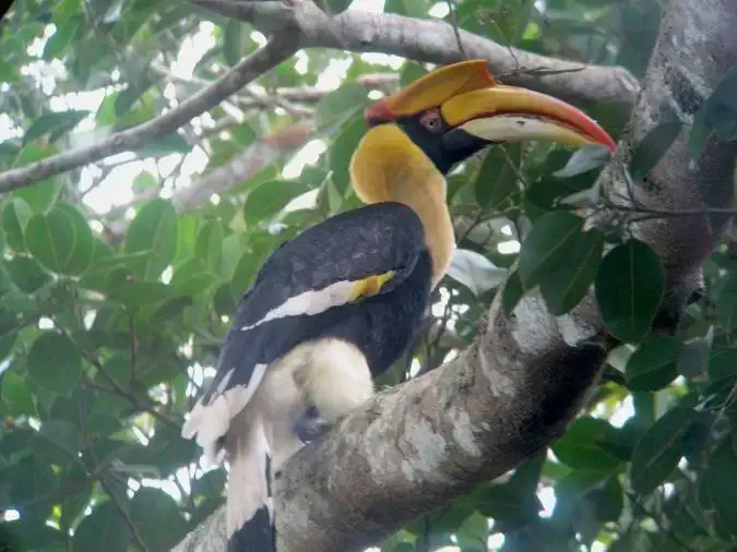 Um pássaro tucano colorido e exótico Parque Nacional Khao Yai