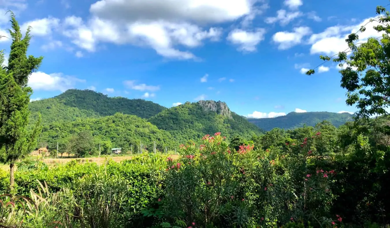 Frodige trær og jungel i Khao Yai nasjonalpark i Thailand