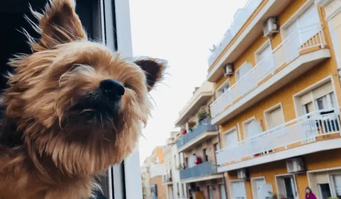 Uno Yorkie in viaggio con la testa fuori dal finestrino