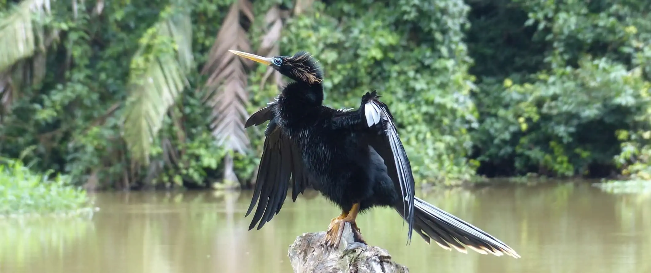 コスタリカのトルトゥゲーロ国立公園の川の岩の上に座っている黒い鳥の接写