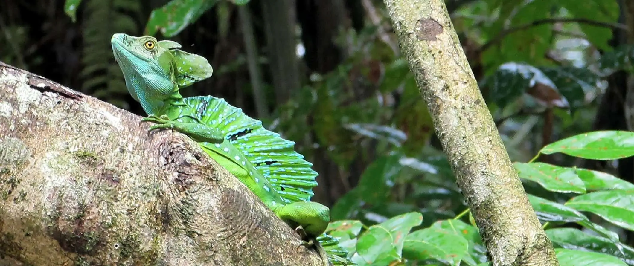 Kosta Rika'daki Tortuguero Ulusal Parkı'ndaki bir ağaçta oturan bir basilisk kertenkelesi