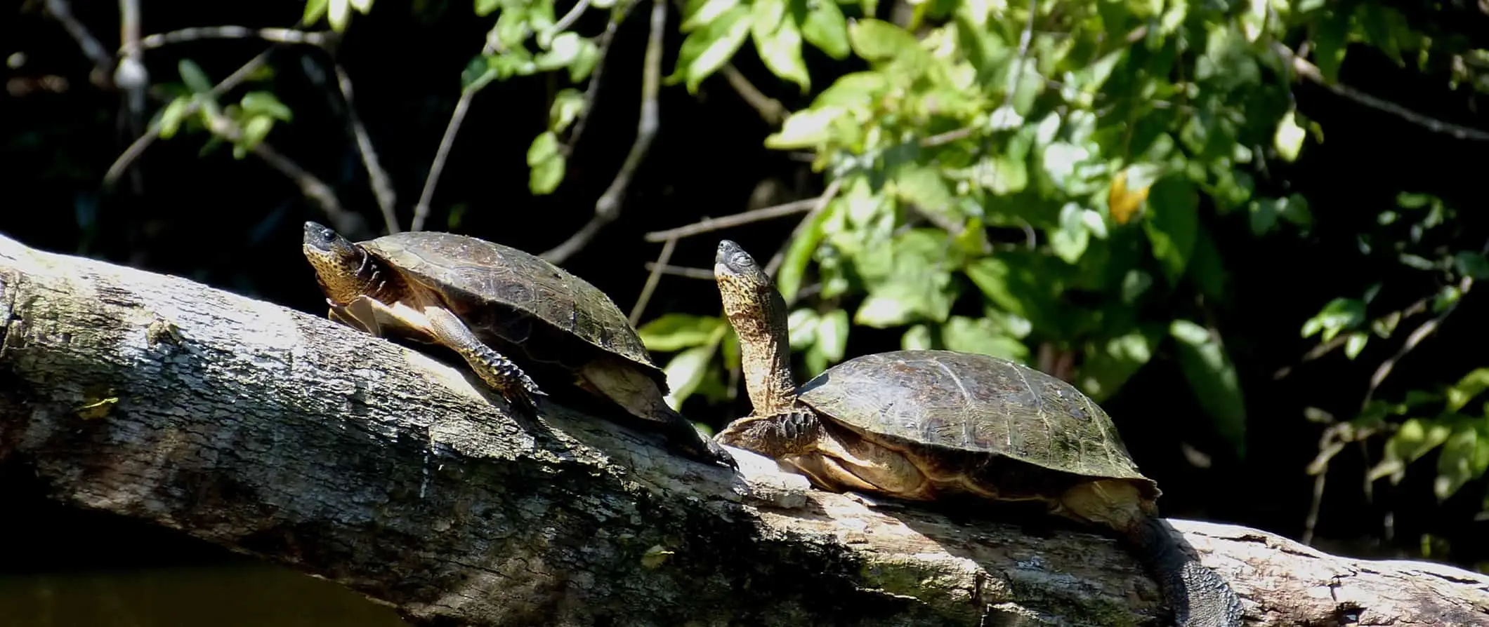 lepäävät kilpikonnat kauniissa Tortuguerossa, Costa Ricassa