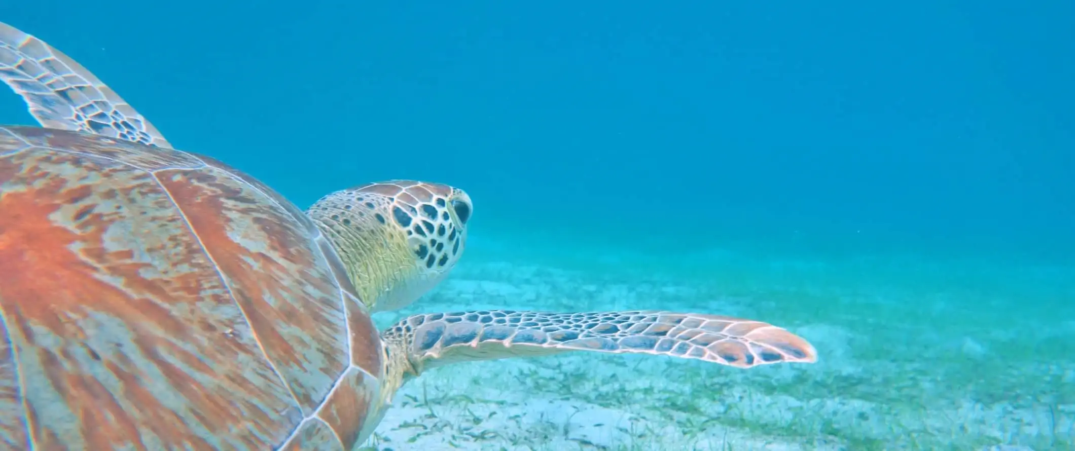 Penyu laut berenang melalui air jernih di luar pantai Saint John, USVI