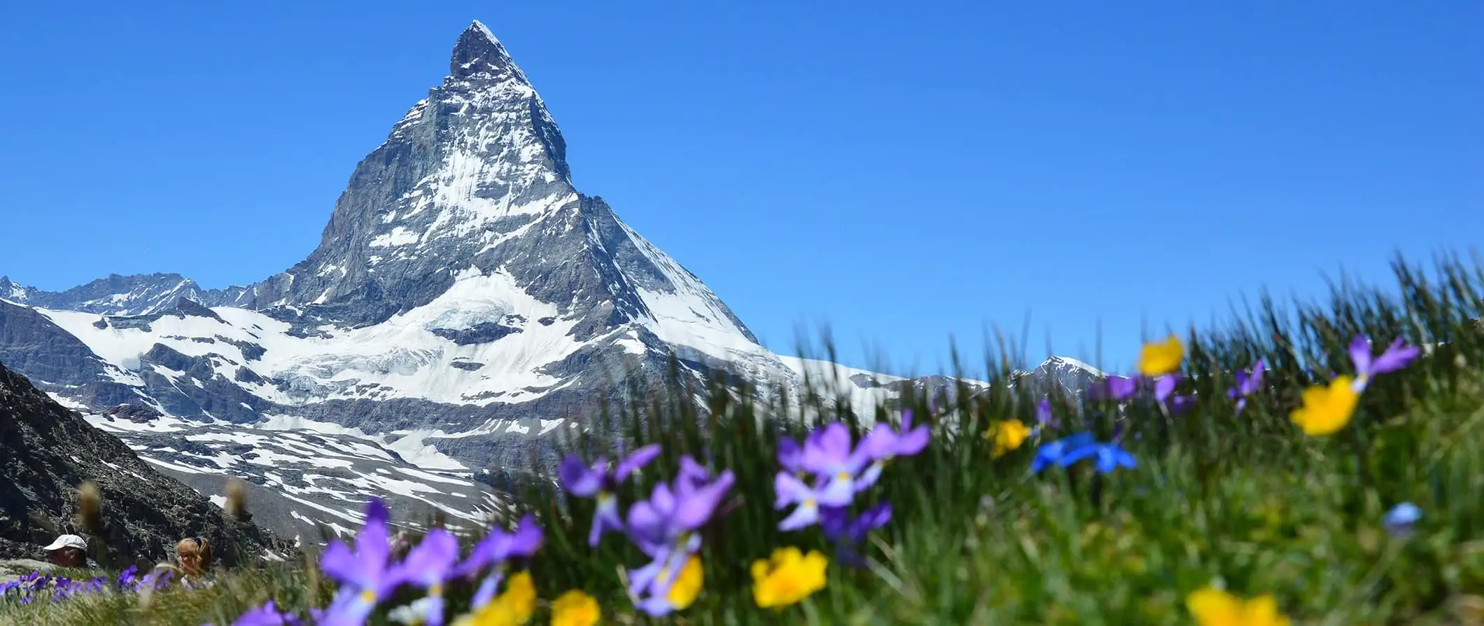 Matterhorn s fialovými květy v květu, Švýcarsko