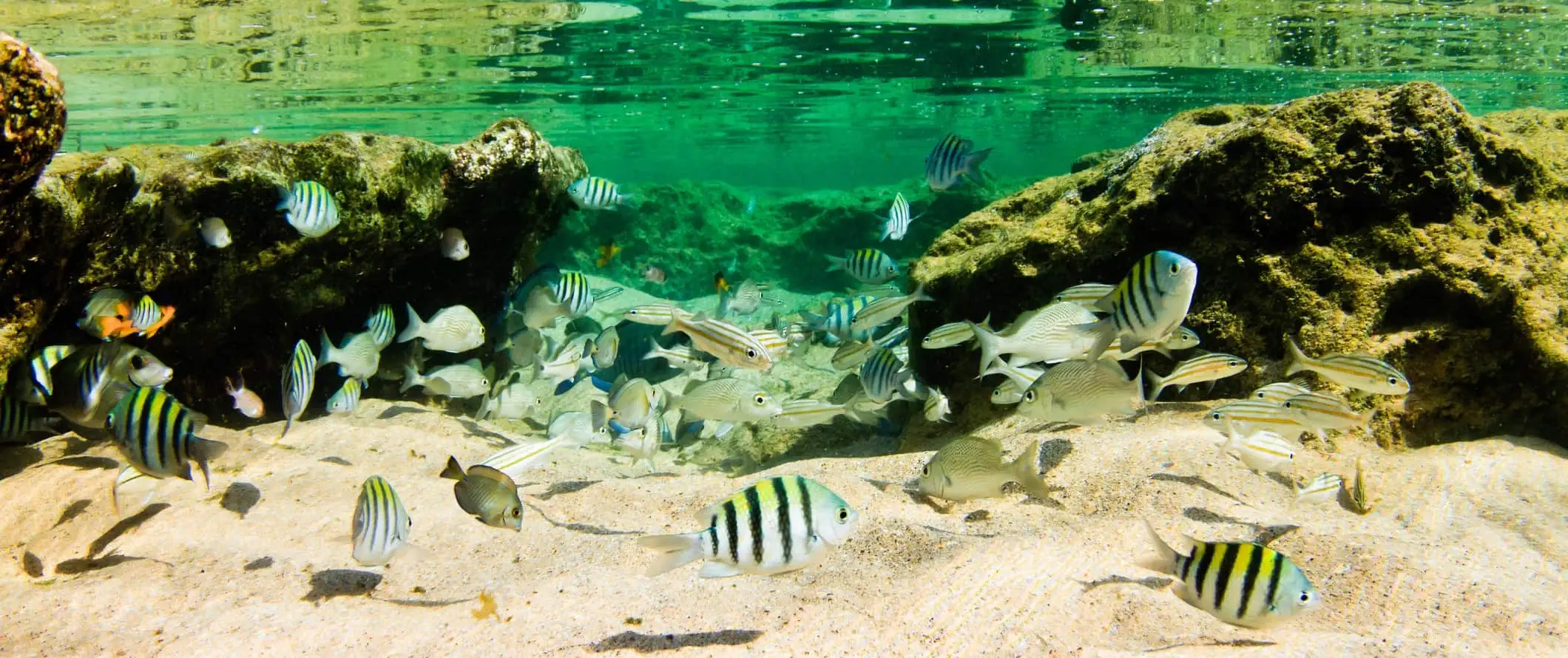 Ikan tropis berenang di perairan jernih Fernando de Noronha, Brasil