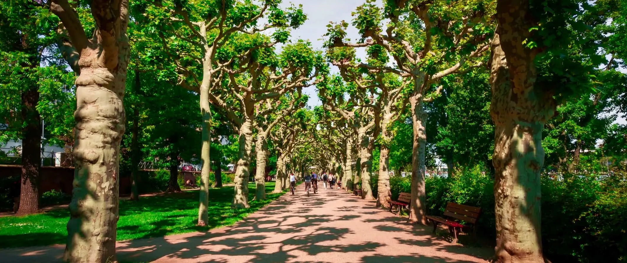 O potecă mărginită de copaci într-un parc verde din Frankfurt, Germania