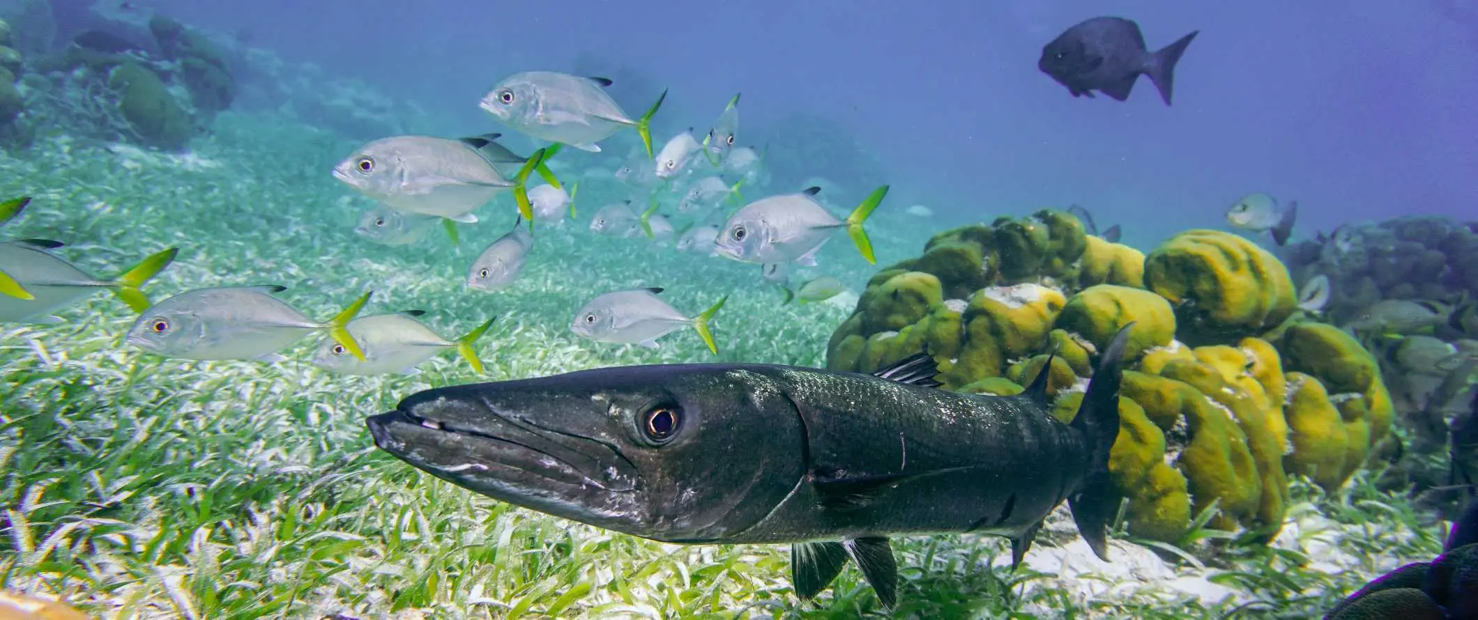 Caye Caulker، Belize میں مچھلی کے اسکولوں کے ساتھ پانی کے اندر سنورکلنگ