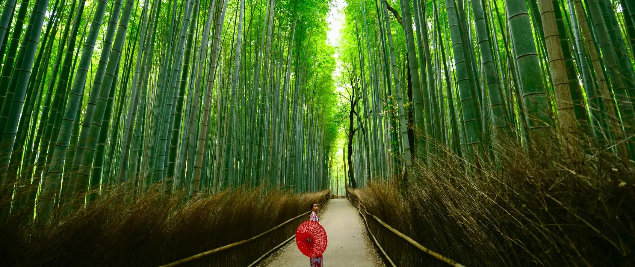 美丽的日本京都著名的竹林