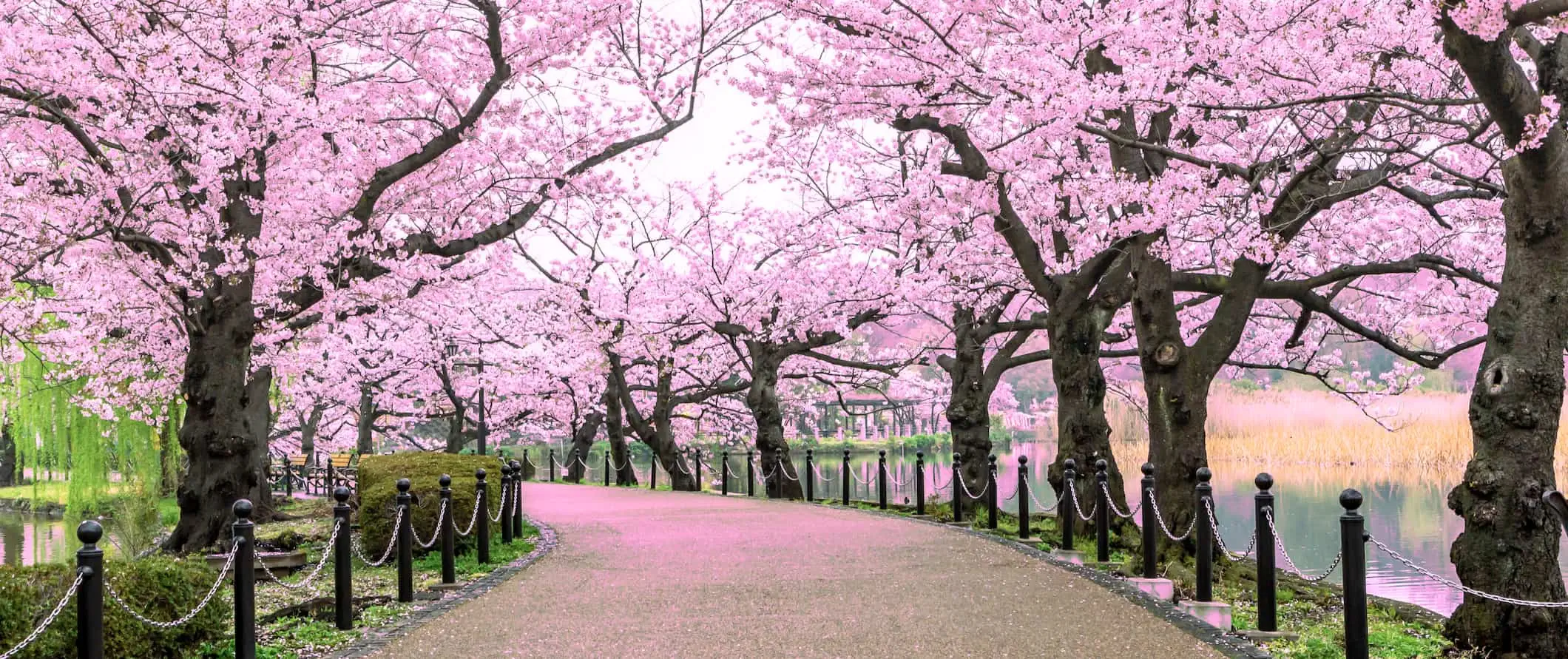 Ein schmaler Gehweg, gesäumt von blühenden Kirschblüten, in der Nähe des Flusses in Tokio, Japan