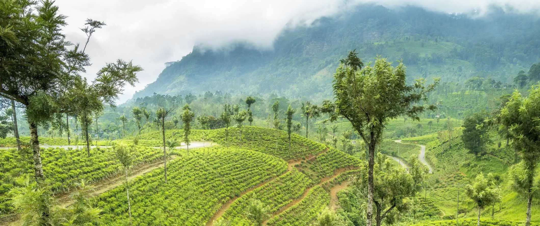 Bukit yang subur di ladang teh di Sri Lanka