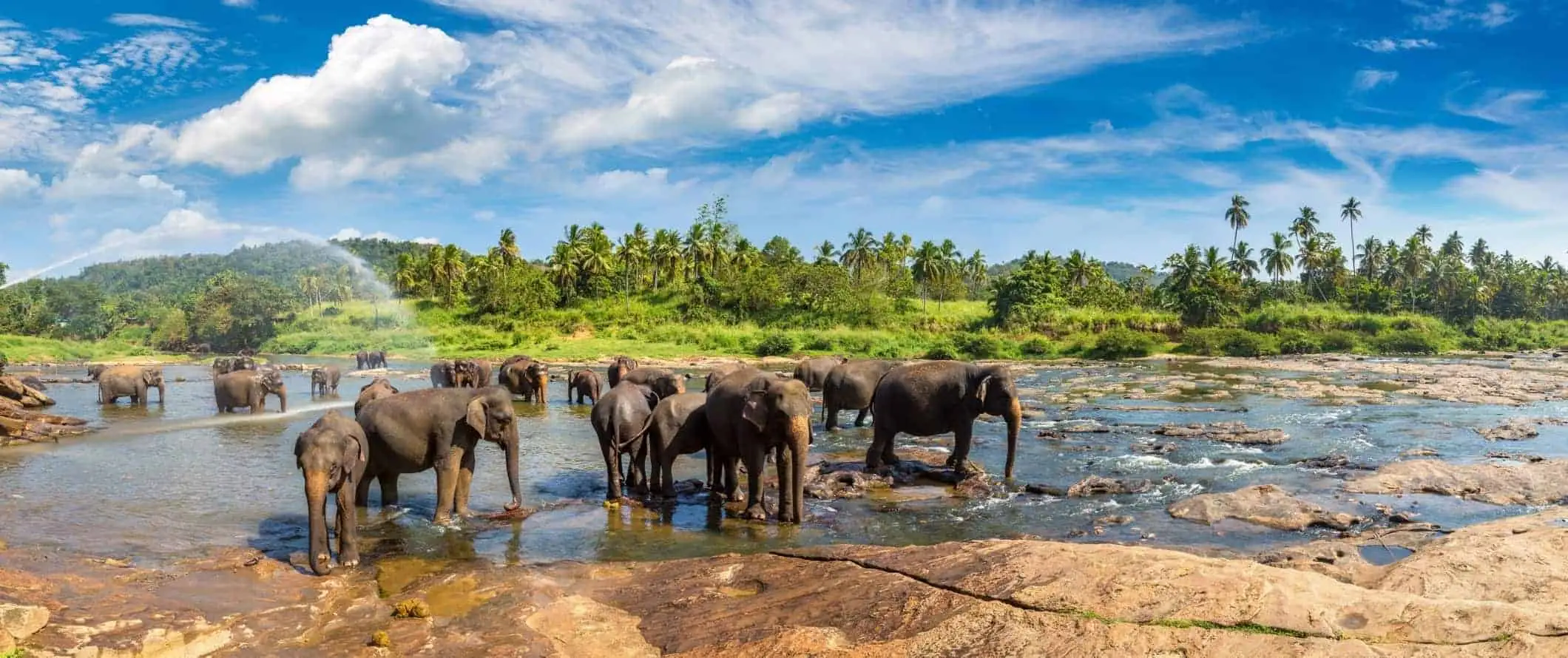 Un grup de elefanți stând într-un pârâu în Sri Lanka