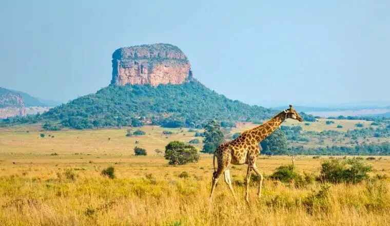 12 Hal Terbaik yang Dapat Dilakukan di Afrika Selatan