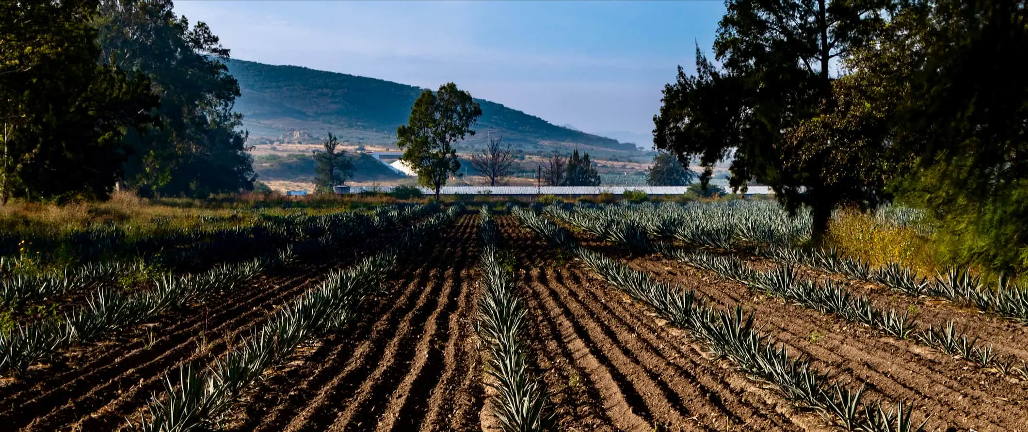 Razprostranjeno polje agave, posajene za izdelavo mezkala v bližini Oaxace v Mehiki