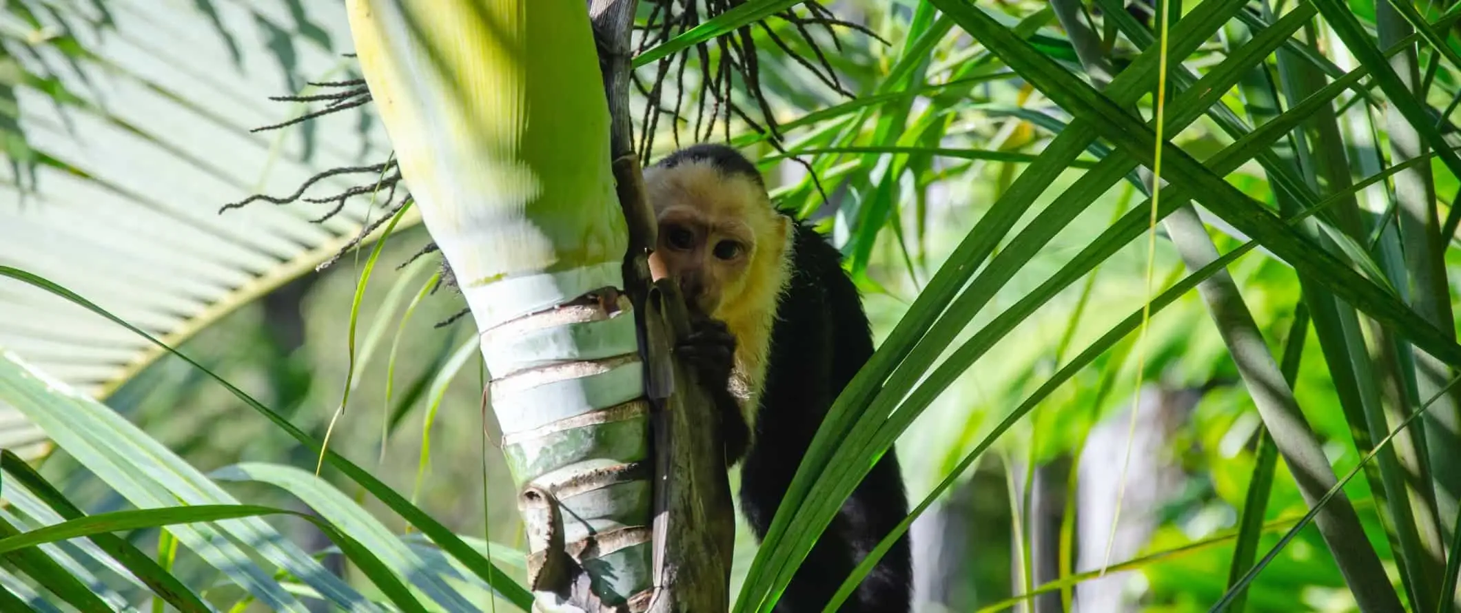 En kapucinapa stirrar på kameran bakom en palmgren i Manuel Antonio nationalpark, Costa Rica