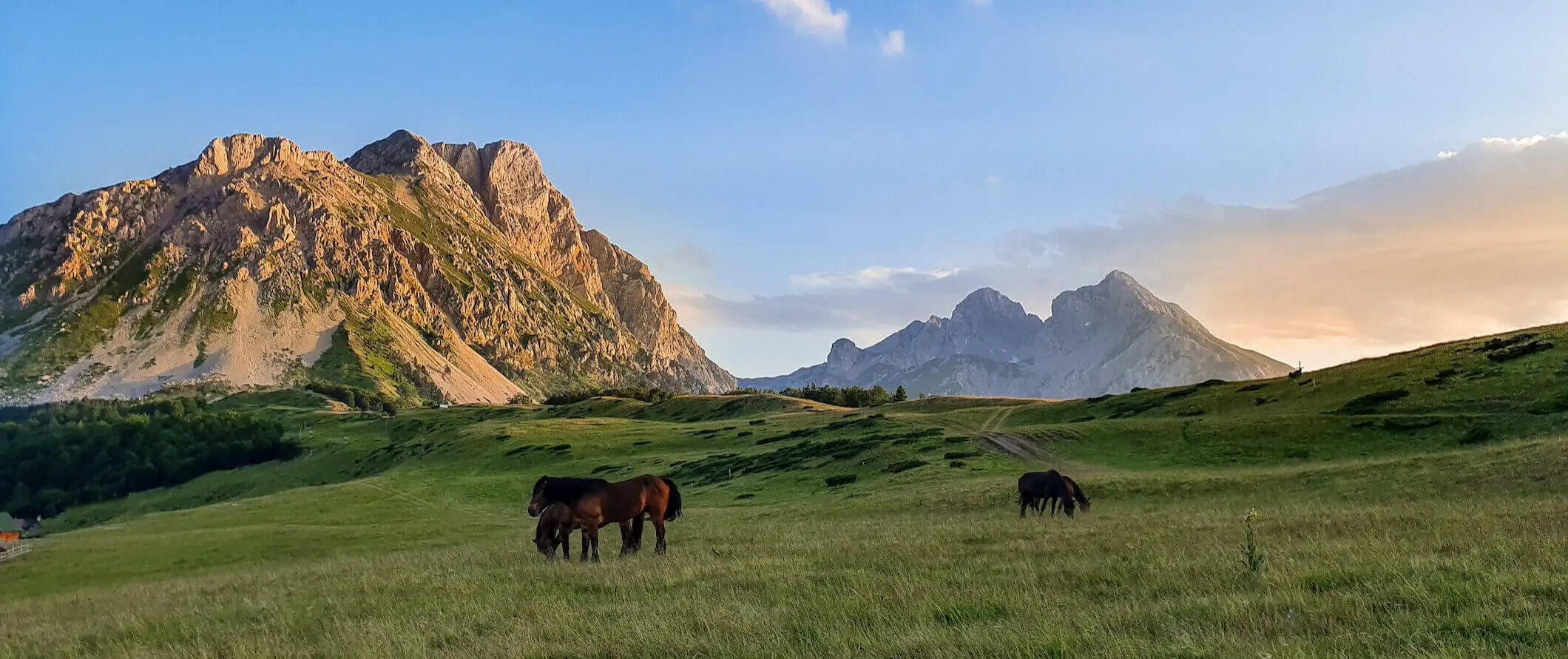 Những chú ngựa trên cánh đồng xanh trải dài gần những ngọn núi ở Montenegro