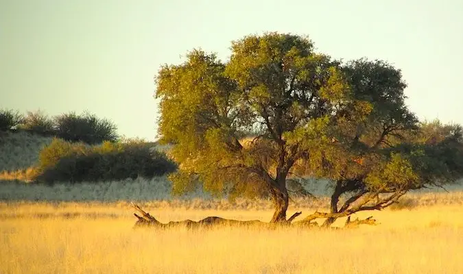 Savana însorită într-un safari în Africa