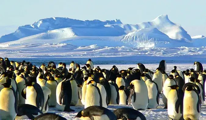 Isang malaking kawan ng mga emperor penguin sa niyebe sa Antarctica