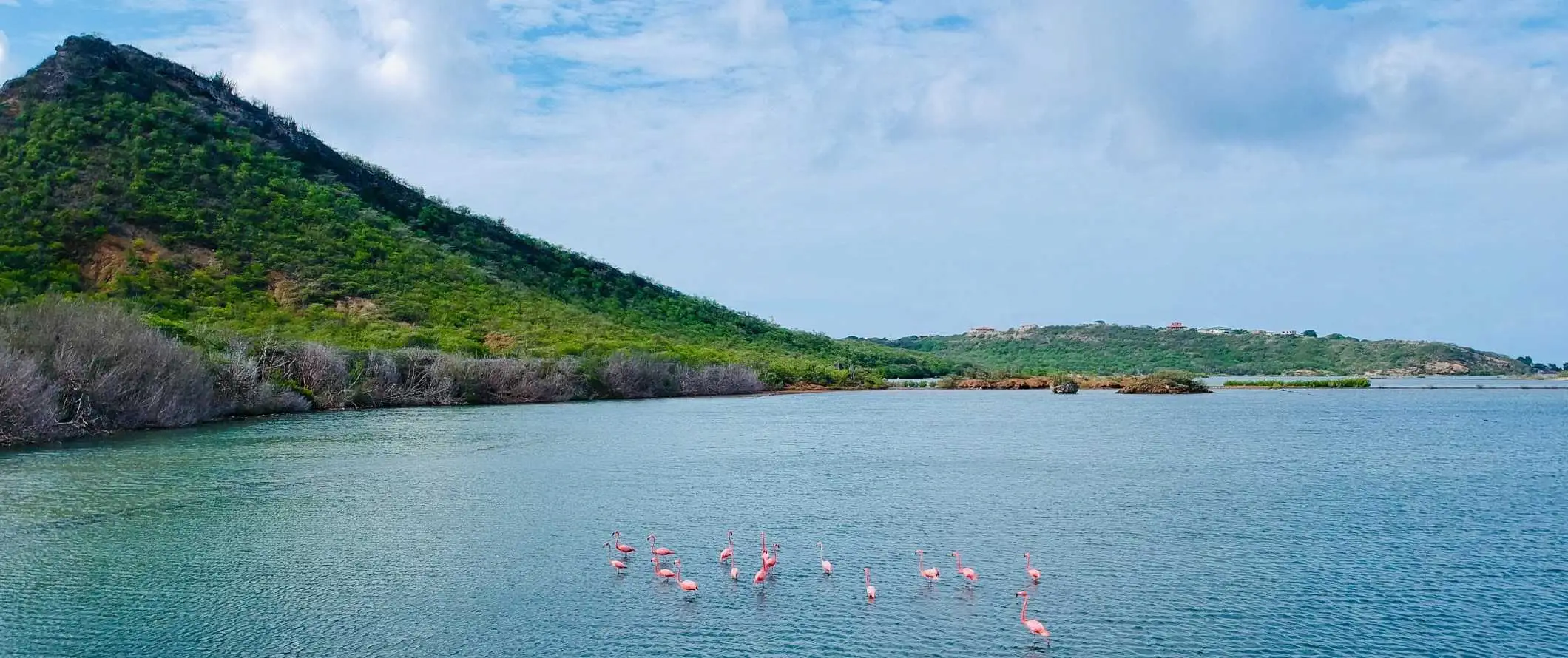 Un stol de flamingo în Oceanul Caraibe, lângă magazinul unei insule tropicale acoperită de verdeață luxuriantă