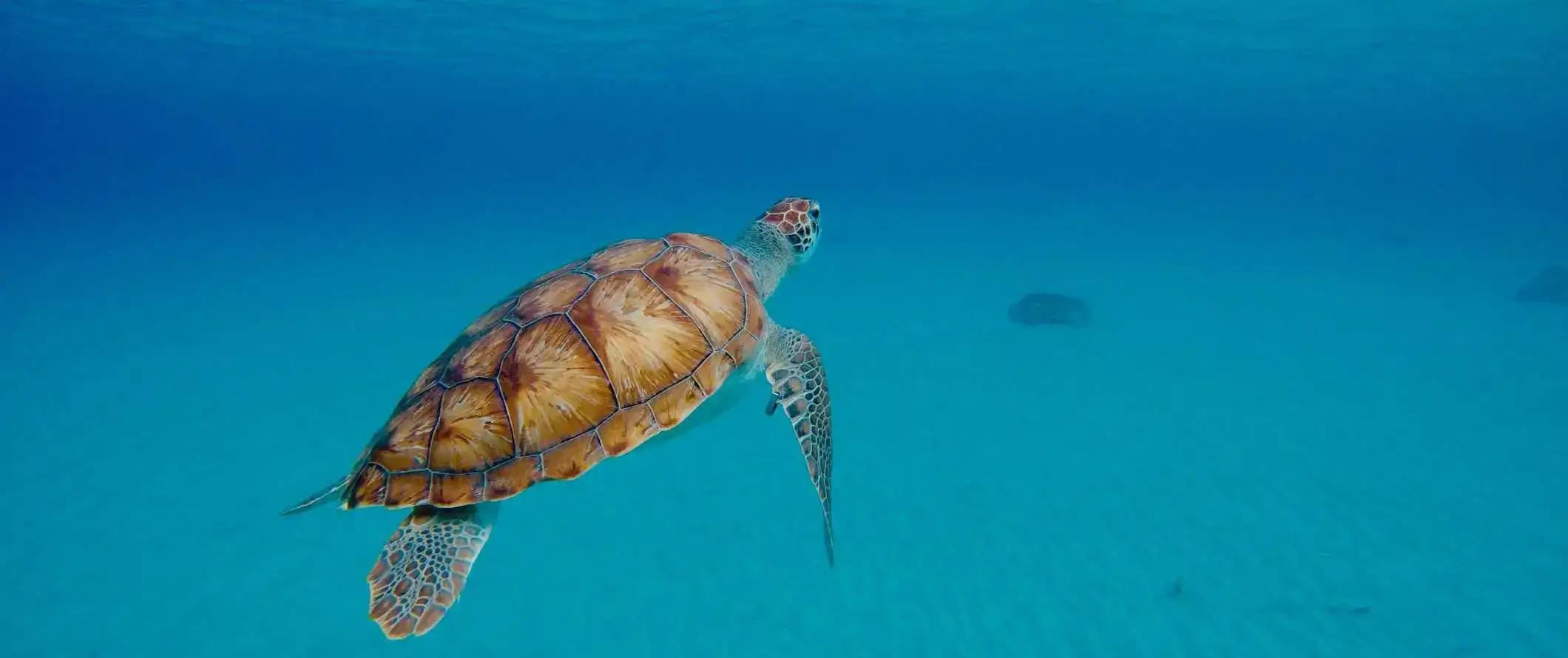 Isang sea turtle na lumalangoy sa malinaw na tubig sa Caribbean