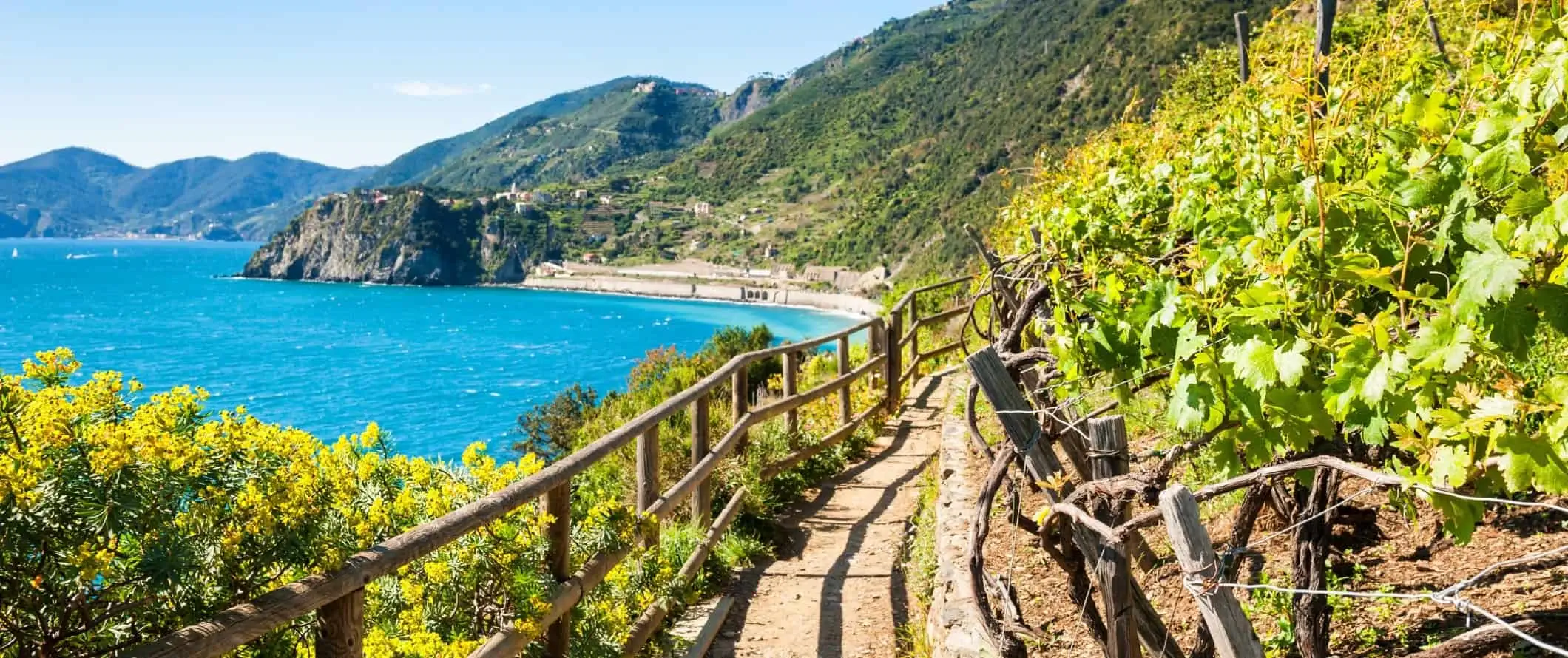 Seaside dumi trail na may linyang kahoy na railings sa isang gilid at ubasan sa kabilang gilid sa Cinque Terre, Italy.