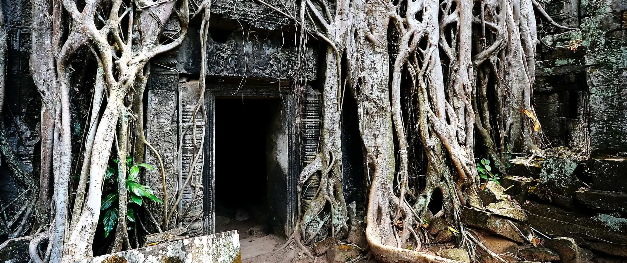 Pintu yang terlalu besar dengan akar pokok besar mengelilinginya di kompleks kuil Ta Prohm di Angkor Wat di Kemboja