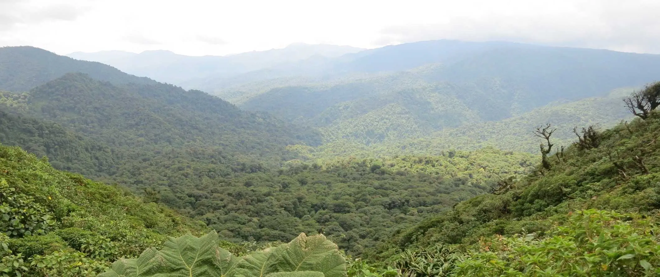 Dimma stiger över de frodiga böljande kullarna i molnskogen i Monteverde, Costa Rica