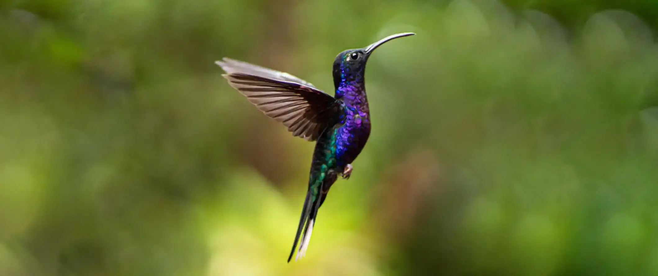 Un colibrì che vola in aria a Monteverde, in Costa Rica