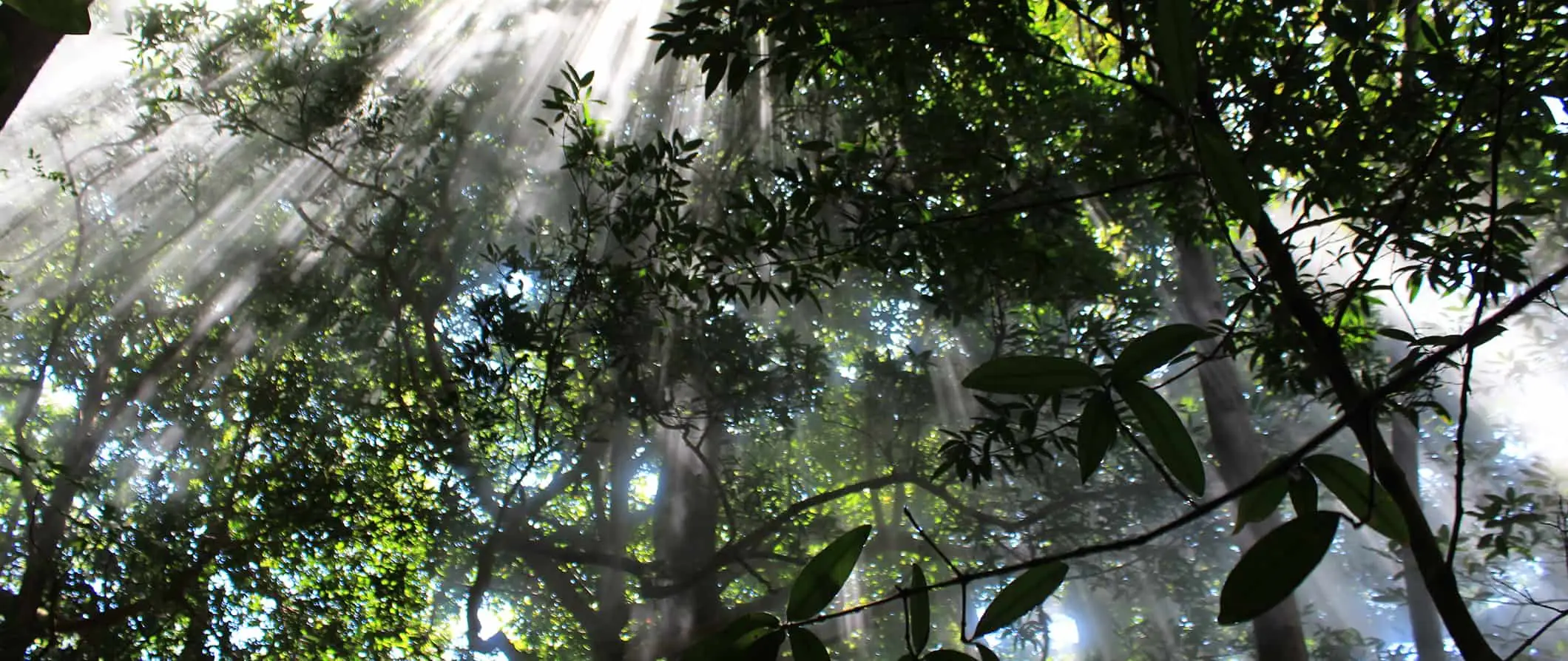 het nevelwoud in Monteverde, Costa Rica