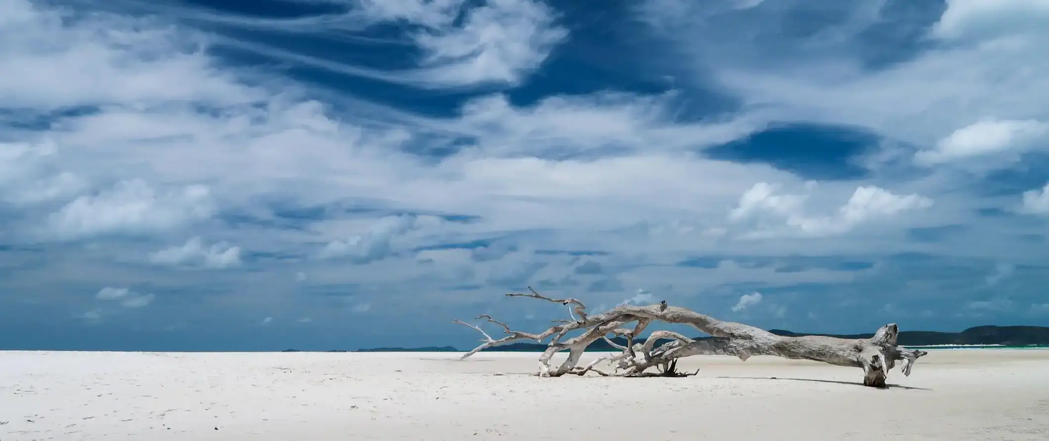 Et dødt træ hviler på en hvid sandstrand på Whitsunday-øerne i Australien