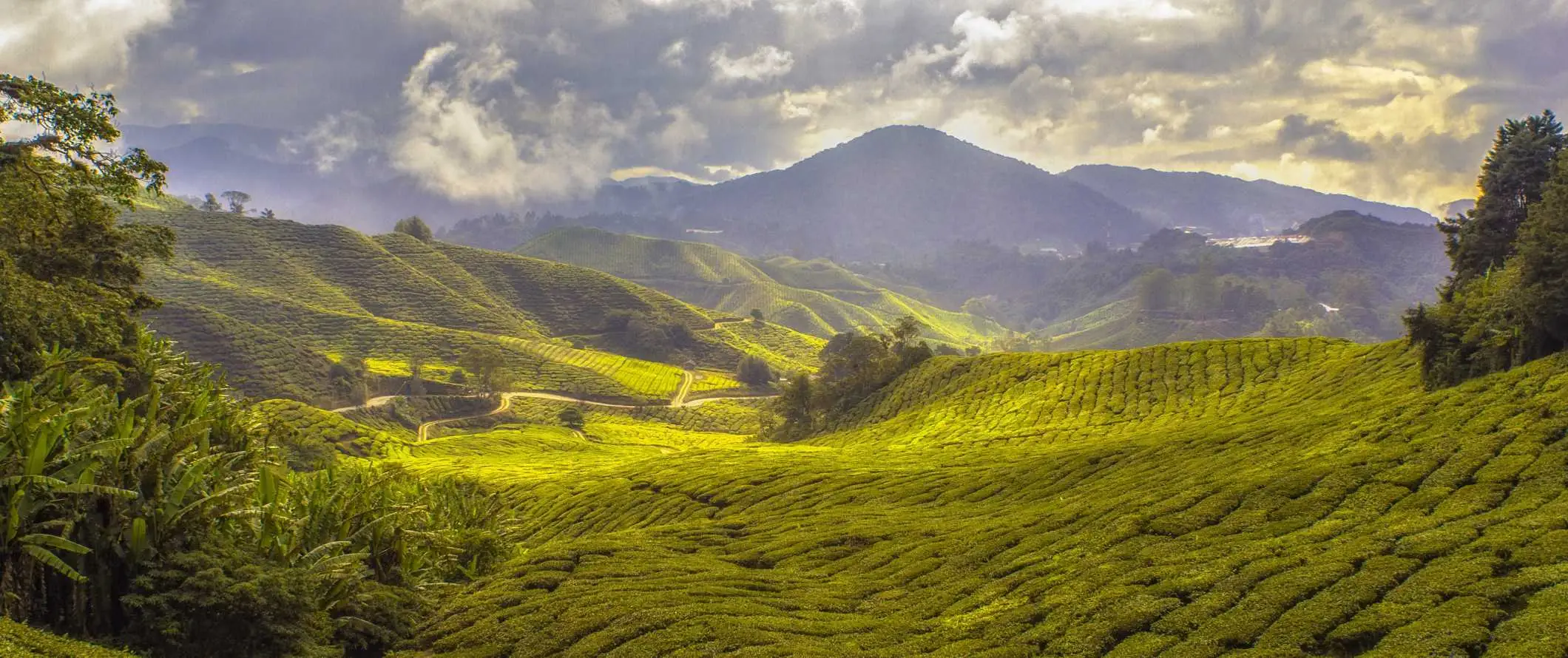 Prachtig uitzicht op de Cameron Highlands, Maleisië en zijn weelderige, glooiende groene heuvels