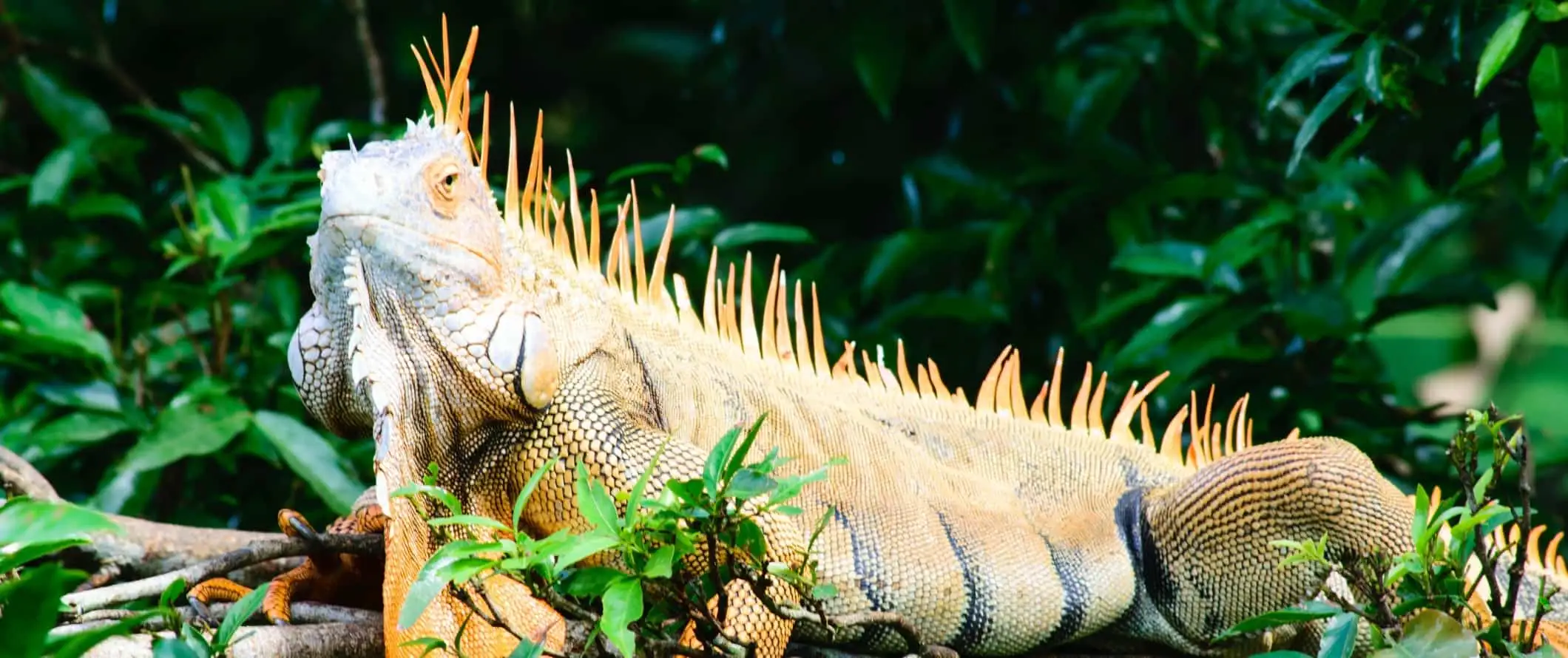 Ein großer Leguan faulenzt in den Regenwäldern in der Nähe von Arenal, Costa Rica