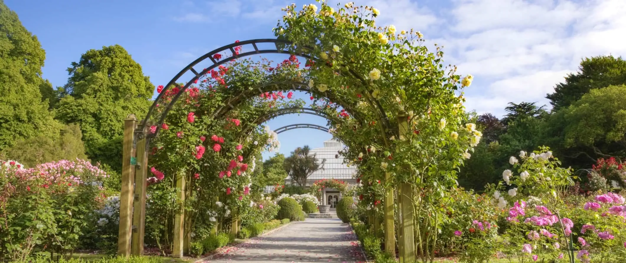 ニュージーランド、クライストチャーチの植物園にある、花で覆われたアーチ道。