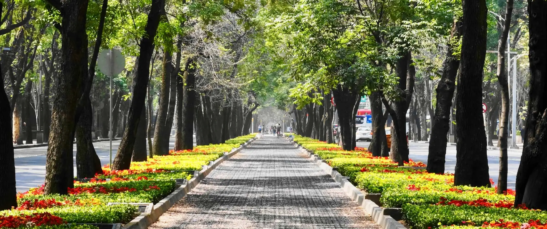 O potecă mărginită de copaci în animatul Mexico City, Mexic