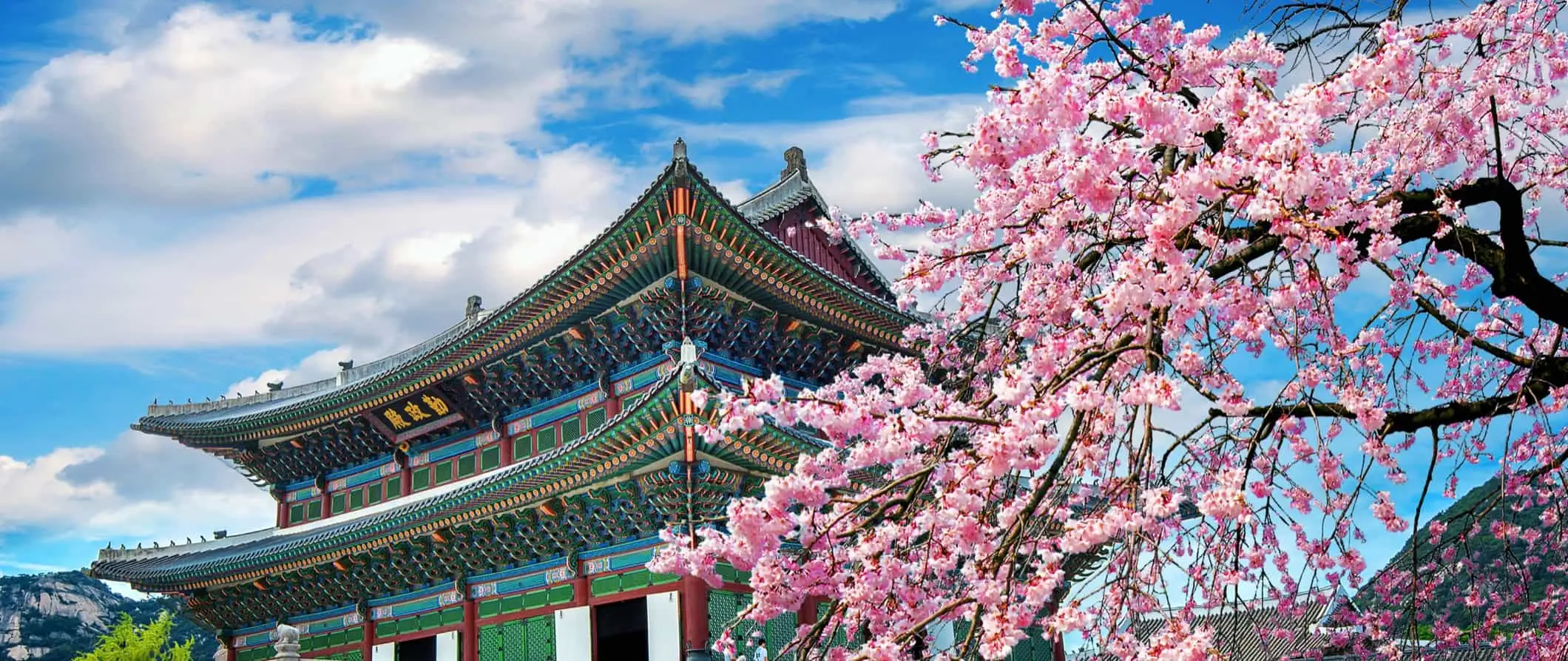 Un temple colorit a Corea del Sud a prop d'un cirerer en flor en un dia assolellat