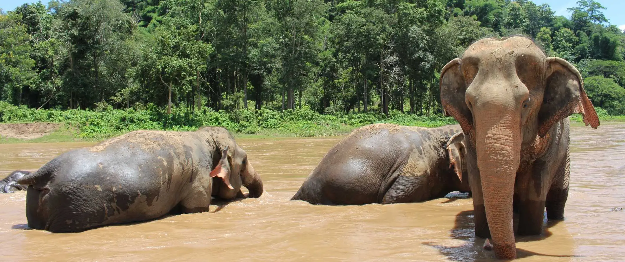 Elefanter som badar i en flod nära Chiang Mai, Thailand