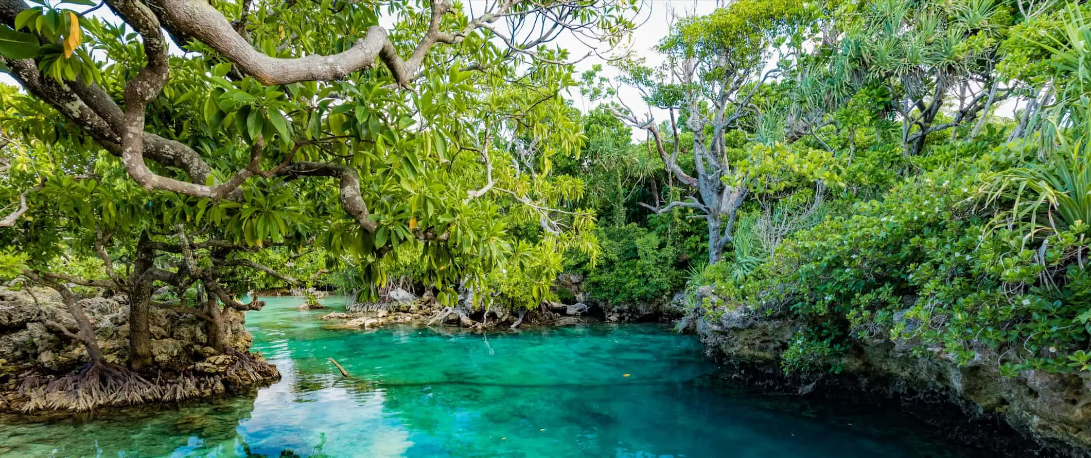 Džungle obklopující malý úzký potok ve svěžím Vanuatu