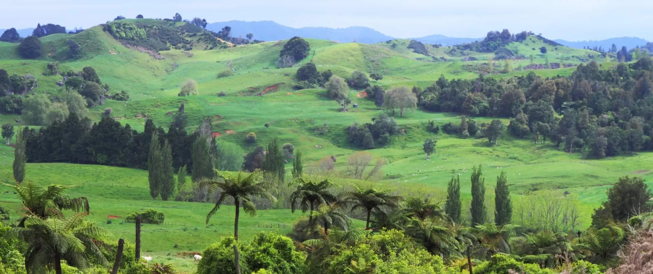 Lembah subur dengan perbukitan hijau dan pohon palem di Waitomo, Selandia Baru.