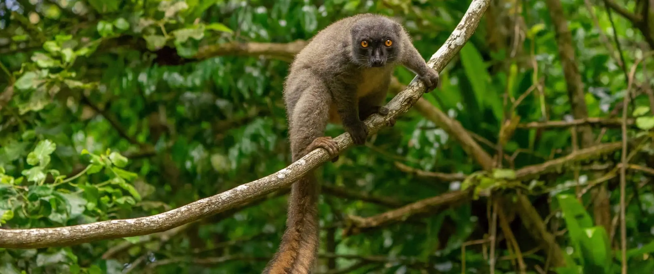 Lemur s vykulenýma očima na stromě zírá do kamery na Madagaskaru v Africe