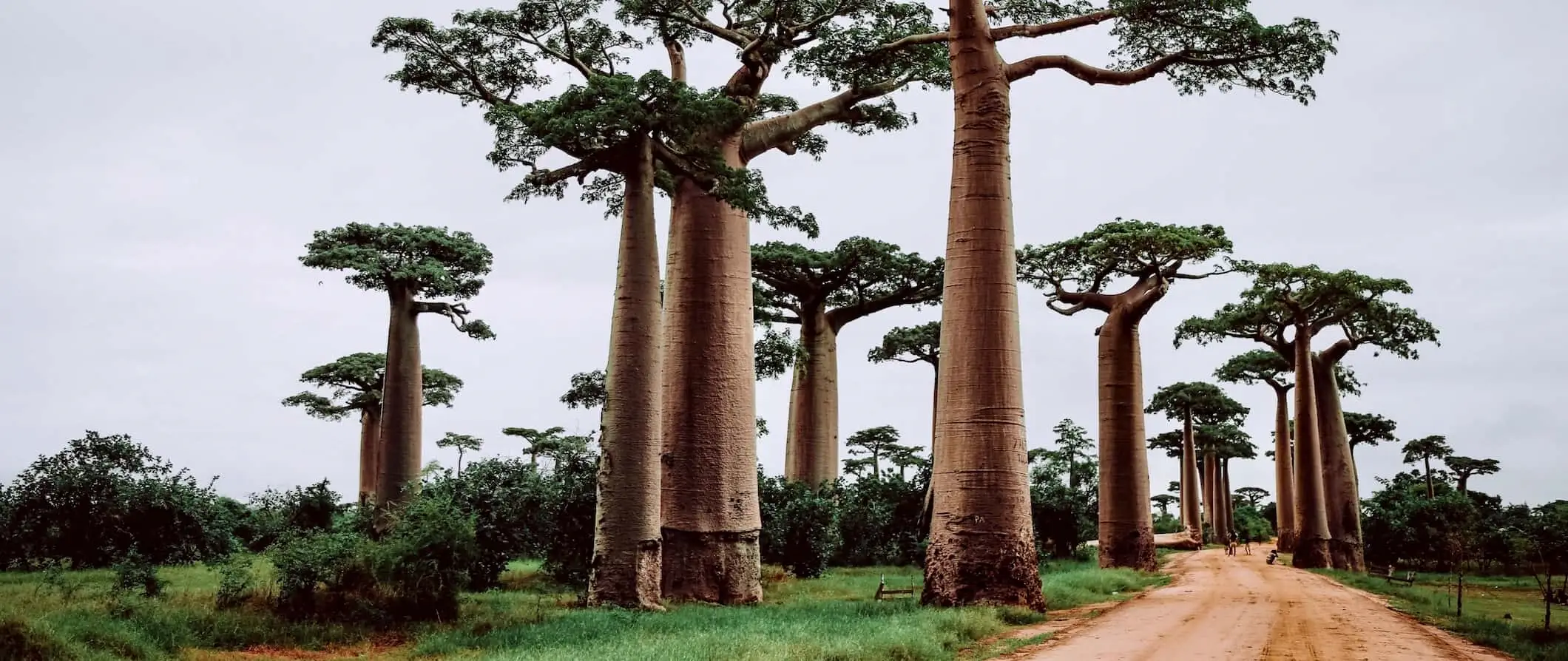 Vietiniai gyventojai su vežimėliu stovi prie masyvių baobabų nuostabiame Madagaskare, Afrikoje